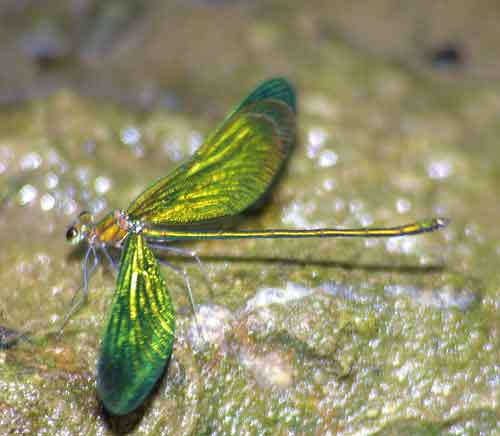 Calopterygidae